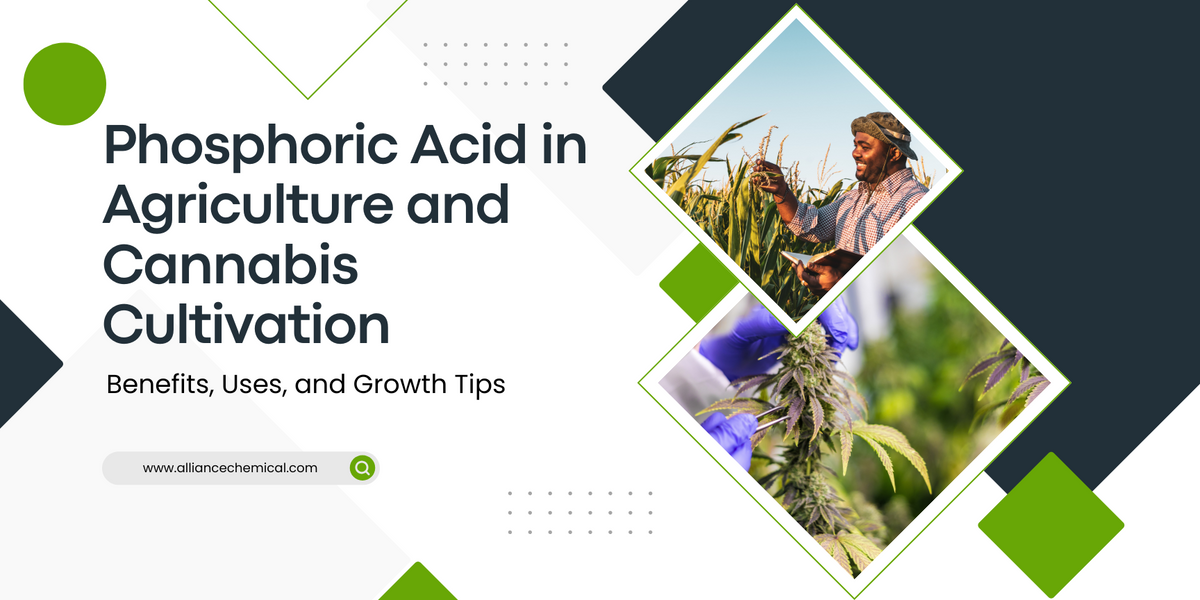 Phosphoric Acid in Agriculture and Cannabis Cultivation: Benefits, Uses, and Growth Tips — Alliance Chemical