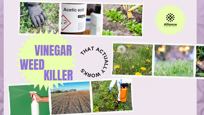 The Vinegar Weed Killer That Actually Works (Hint: It's Not in Your Pantry)