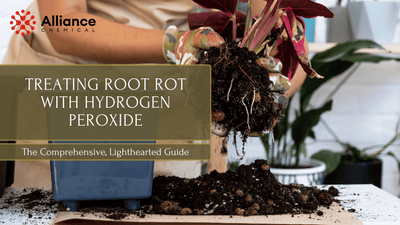 Treating Root Rot with Hydrogen Peroxide: The Comprehensive, Lighthearted Guide