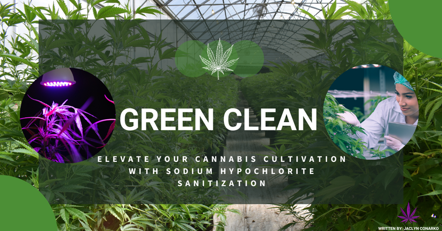 Green Clean: Elevate Your Cannabis Cultivation with Sodium Hypochlorite Sanitization — Alliance Chemical